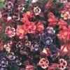 Columbine, Winky Mix -Hot Sale Flower Seed Store 5f5ada822130485dded14e1891b5c6cf505ebb3bb0e9dcf6c2cebc73157de915
