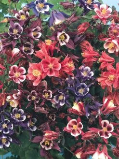 Columbine, Winky Mix