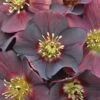 Hellebore, Honeymoon® Rome In Red -Hot Sale Flower Seed Store 5f922dc42d3058602a4c63c08dc7ec96fe190f15874730364a51d1cc01668974