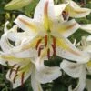 Lily Oriental, Garden Party 2 Lily Oriental, Garden Party -Hot Sale Flower Seed Store 60e62c14c4ba1e698dfb98709d396c379cb043a65704f9b96f31efd224a60455