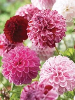 Dahlia, Pot Luck -Hot Sale Flower Seed Store 612dc6a6d2098808d60797b588e4c48e42f75d8bfce23965b9a717de735ff72e 1