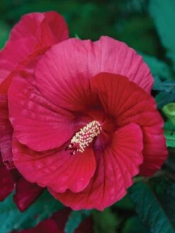 Hibiscus, Midnight Marvel -Hot Sale Flower Seed Store 64a29b95adc85aa2768bf22148f4d38515aa09a9b9a4c012ce1812ddffd4cdfb 1