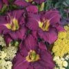 Daylily, Rainbow Rhythm® Nosferatu