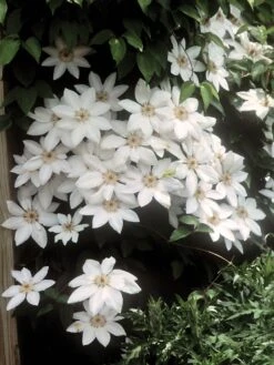 Clematis, Henryi (white)
