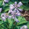 Hosta, Blue Mouse Ears 2 Hosta, Blue Mouse Ears -Hot Sale Flower Seed Store 6a4a34cb2f7577f66a24cb1486f188cbac526af7a226eb42aebe14c3235dfde4