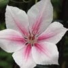 Clematis, Pink Fantasy -Hot Sale Flower Seed Store 6b8c337e4405179d224a131cdc8f3cf8e52d3a6fcb6739cd801ef63dc42e522f