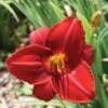 Daylily, Frankly Scarlet -Hot Sale Flower Seed Store 6d043fdeb537be25562ba873f192e92135aa84fa41cd9c58672dba9f709c1fca