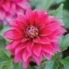 Dahlia, LaBella Maggiore Purple -Hot Sale Flower Seed Store 6e4581927f83f6b126c97ff5a638056c081ffb1e4e730fe6d7d72314c8007bd8