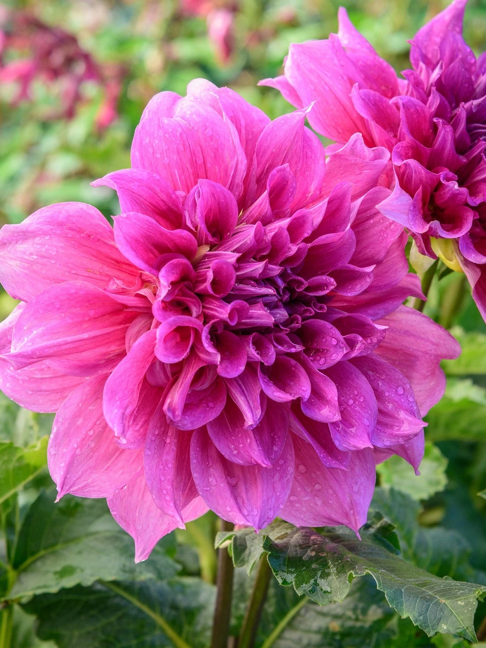 Dahlia, Maki 3 Dahlia, Maki