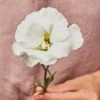 Lisianthus, White Rose 1 Lisianthus, White Rose -Hot Sale Flower Seed Store 73e046b9af9e585646381f73774fae1081d0c708c1e467377824973259dc6fab