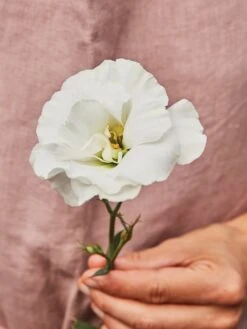 Lisianthus, White Rose