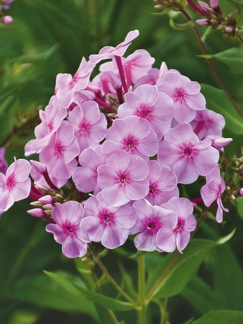 Phlox Paniculata, Uptown Girl 5 Phlox Paniculata, Uptown Girl - Image 3