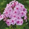 Phlox Paniculata, Uptown Girl -Hot Sale Flower Seed Store 747eb7ffa71d910bb47ec33012a94e96c3757d81e939d1e55bedf3cd00e234c2