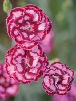 Dianthus, Scent From Heaven Angel Of Compassion -Hot Sale Flower Seed Store 75648c9bdd4163ecb9b0b6430894ad4df35c472be508904640f1ead7e0c7bd15 1