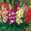 Gladiolus, Glamini Mix -Hot Sale Flower Seed Store 7682ceb8e851da3c5edbceea6a4bedc3607803335ee8bde0ebda224739e9e10a