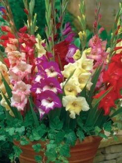 Gladiolus, Glamini Mix