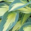 Hosta, Magic Island -Hot Sale Flower Seed Store 76b693fede0acf4e06f25fcf4e482248da920d6b20a0d7462eb23f959d1d5e75