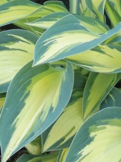 Hosta, Magic Island
