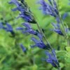 Salvia, Black & Blue -Hot Sale Flower Seed Store 76edfbbe6795e92d7636bd52fd148e785d43fce7e84371731750ac49d6a89ae2