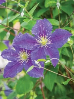Clematis, Jackmanii