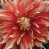 Dahlia, Autumn Sunburst -Hot Sale Flower Seed Store 7c0470dbbe8d9e8e32615e07e4b006cc962e0cd342db0ee1fb8365307108aef5