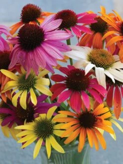 Echinacea, Paradiso Mix -Hot Sale Flower Seed Store 7d716319e75410f2e77a60bdc4d9e29faf95ca93064f2de836fd63c0b29c7b86