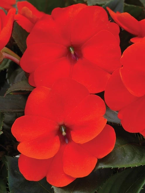 Impatiens, SunPatiens Electric Orange 4 Impatiens, SunPatiens Electric Orange - Image 2