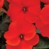Impatiens, SunPatiens Electric Orange -Hot Sale Flower Seed Store 84afc635d76bd3d7d66d38a066c10190609cb75c4d0920ba5df8728547b44acd
