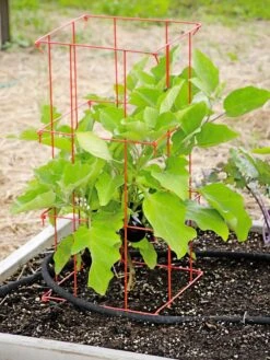 Pepper And Eggplant Cages, Set Of 3 -Hot Sale Flower Seed Store 8587048 103 tif