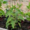 Pepper And Eggplant Cages, Set Of 3 1 Pepper And Eggplant Cages, Set Of 3 -Hot Sale Flower Seed Store 8587048 1073 tif
