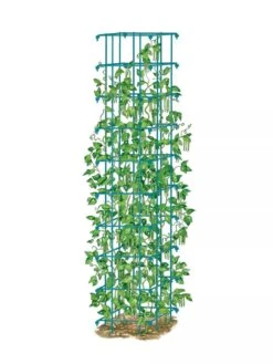 Bean Tower -Hot Sale Flower Seed Store 8587060 BeanTower BLUE