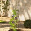 Jardin Pot Trellis 1 Jardin Pot Trellis -Hot Sale Flower Seed Store 8587120 224 tif