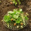 Strawberry Supports, Set Of 6 -Hot Sale Flower Seed Store 8587970 1039 tif