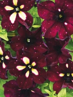 Petunia, Starry Sky Burgundy -Hot Sale Flower Seed Store 858afd486eb67d34efd8cdf13c3e634bb26f0252d07fa6ecfac0878a3743dc5a 1