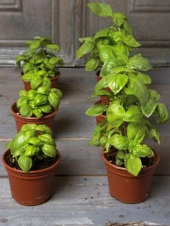 Seed Starting Mix, 9 Qts. -Hot Sale Flower Seed Store 8592212 3979 001E tif 4