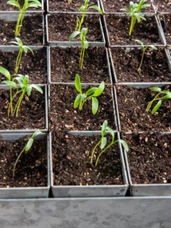 Seed Starting Mix, 9 Qts. -Hot Sale Flower Seed Store 8592212 6177