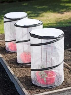 Tomato TLC Kits, Set Of 3