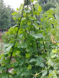 Titan Teepee Trellis -Hot Sale Flower Seed Store 8595757 01EMP tif