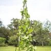 Titan Teepee Trellis -Hot Sale Flower Seed Store 8595757 1206 titan teepee cucumber peas beans tif