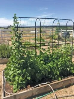 Titan Pea Tunnel -Hot Sale Flower Seed Store 8596275 01CUST tif