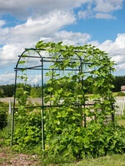 Titan Squash Tunnel -Hot Sale Flower Seed Store 8596276 0133 tif