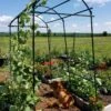Titan Squash Tunnel -Hot Sale Flower Seed Store 8596276 01EMP tif