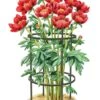 Titan Peony Supports, Medium, Set Of 2 -Hot Sale Flower Seed Store 8599858 0001 art tif