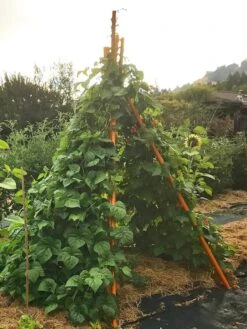 Annabel Tipi Trellis -Hot Sale Flower Seed Store 8600521 02V tif