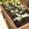Raised Bed Drip Line Irrigation Kit -Hot Sale Flower Seed Store 8610231 0667 tif