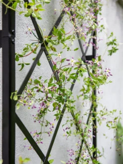 Lattice Gable Wall Trellis 8 Lattice Gable Wall Trellis -Hot Sale Flower Seed Store 8611130 011