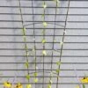 Flock Of Friends Wall Trellis -Hot Sale Flower Seed Store 8612636 0029 flock of friends wall trellis