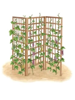 Bamboo Zig-Zag Trellis 24" X 36" 20 Bamboo Zig-Zag Trellis 24" X 36" -Hot Sale Flower Seed Store 8613151 art flat