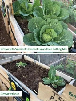 Hot Sale Flower Seed Store -Hot Sale Flower Seed Store 8613368 comparison 01TEST captions