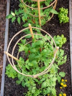 Bamboo Tomato Cages, Set Of 3 -Hot Sale Flower Seed Store 8613426 6921